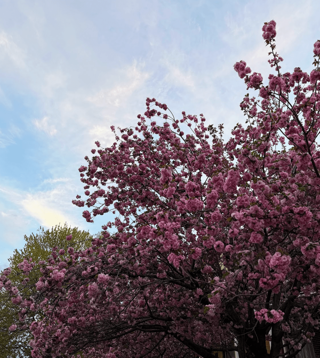 the bright eyed & bushy tailed&nbsp;series