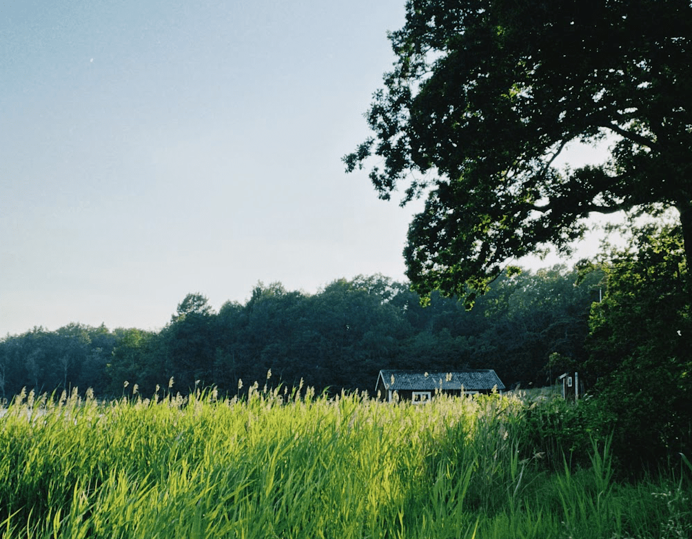 day 15: returning to the miracle of being&nbsp;alive